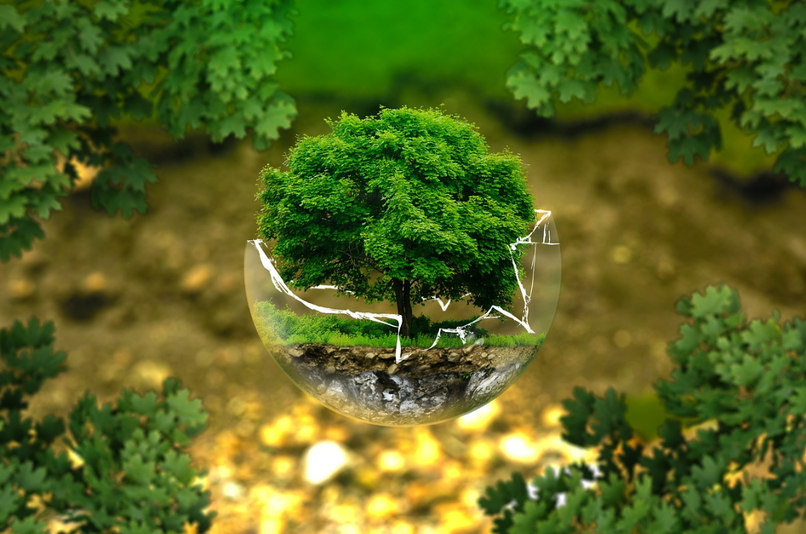 A tree growing inside a cracked glass sphere, symbolizing eco-protection